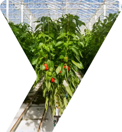 KYC Global